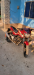 Pulser150 good condition